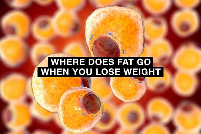 When You Lose Weight, Where Does Fat Go?